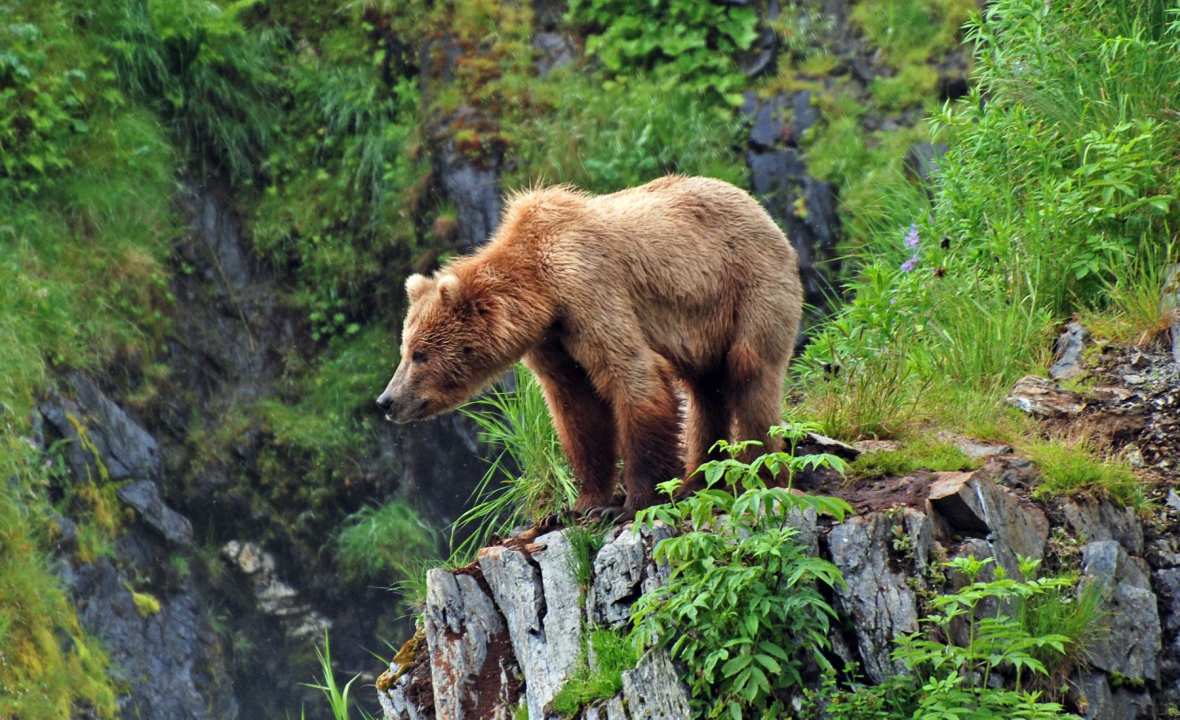 Alaska Bear