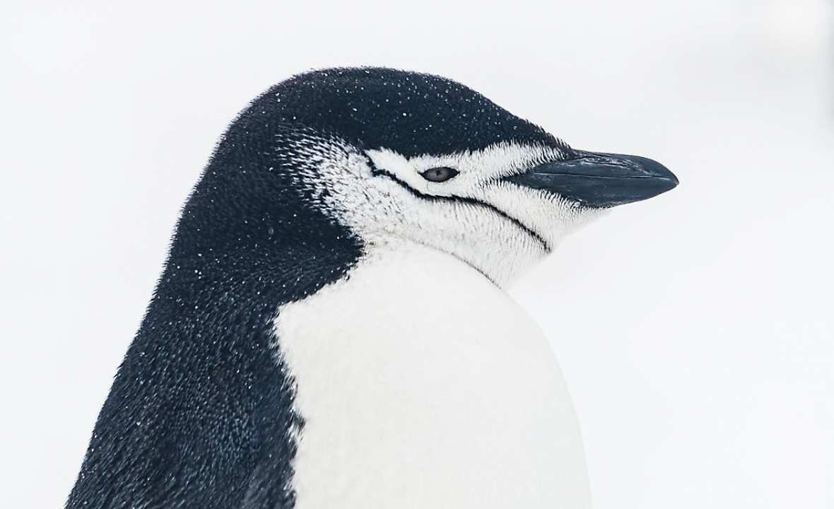 Ponant penguin