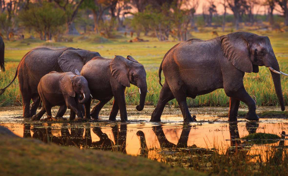 Botswana Safari in Style 7