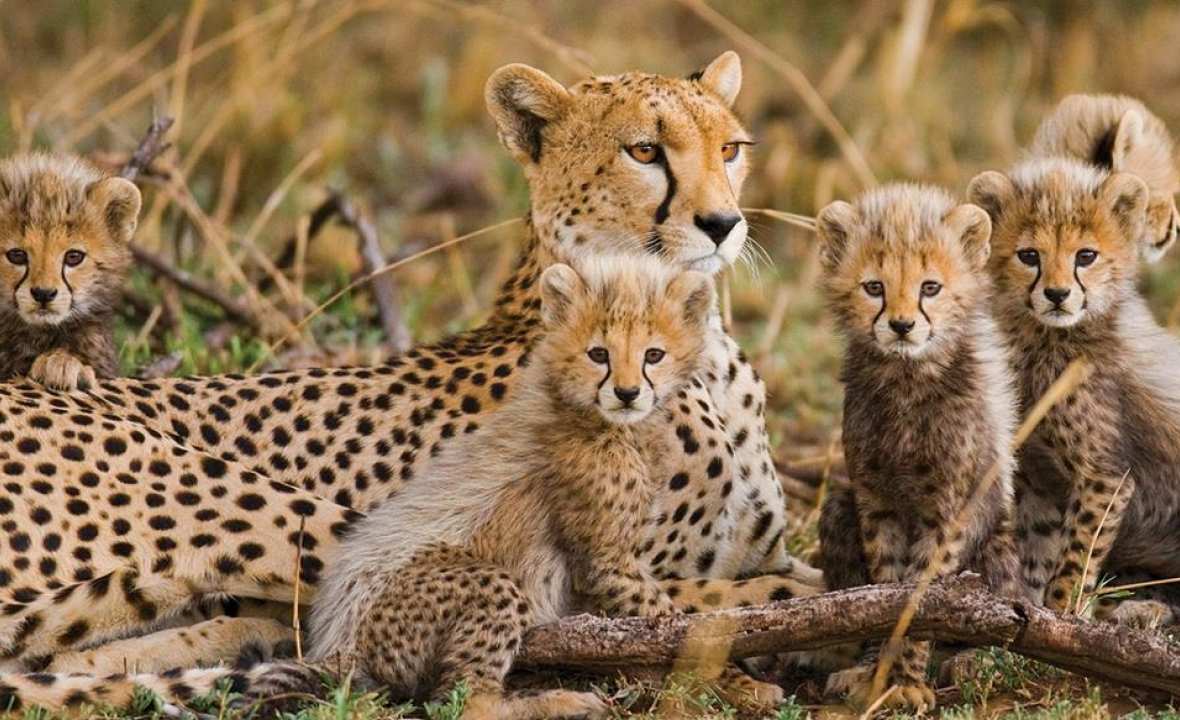 cheetahs Kruger National Park