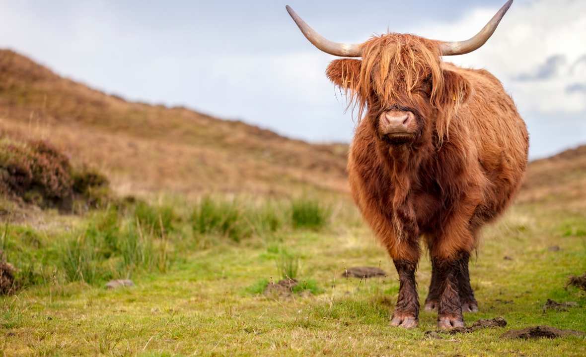 Ireland - Highland Cow - AdobeStock_388033735