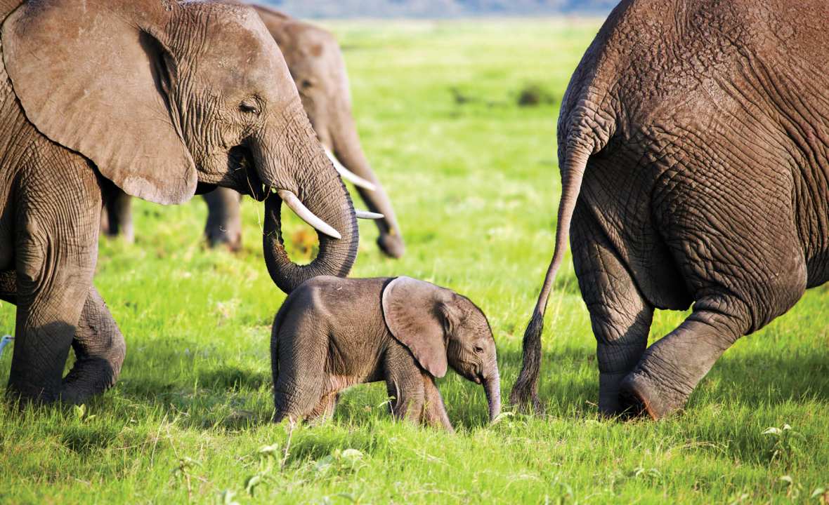 Elephant-family-Africa-experience-view-travel