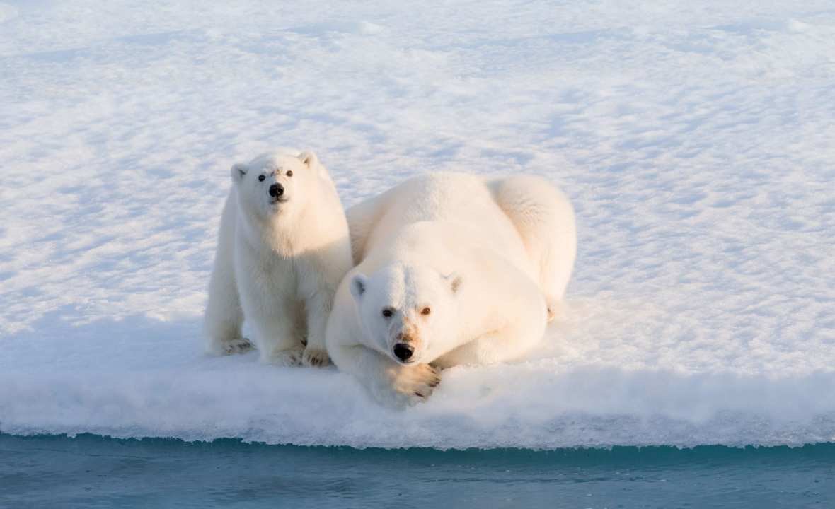 polar-bear-arctic-circle