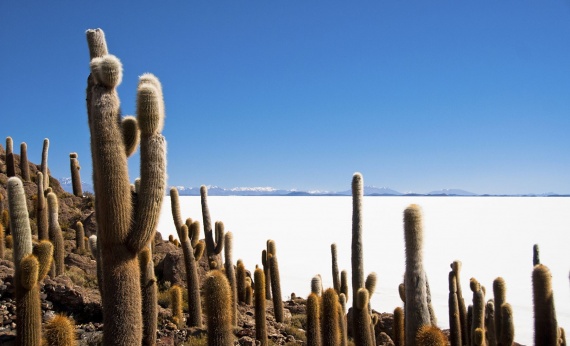 Bolivian-Desert
