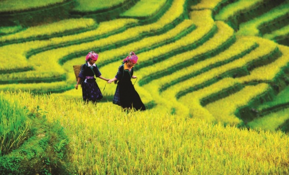 Vietnam-Rice-Paddies-view-landscape