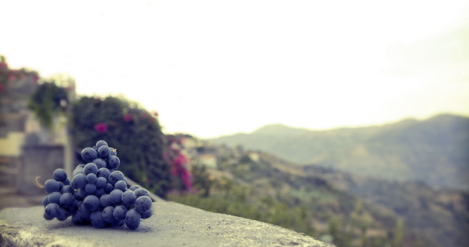 Grapes on an old wall in Sicily