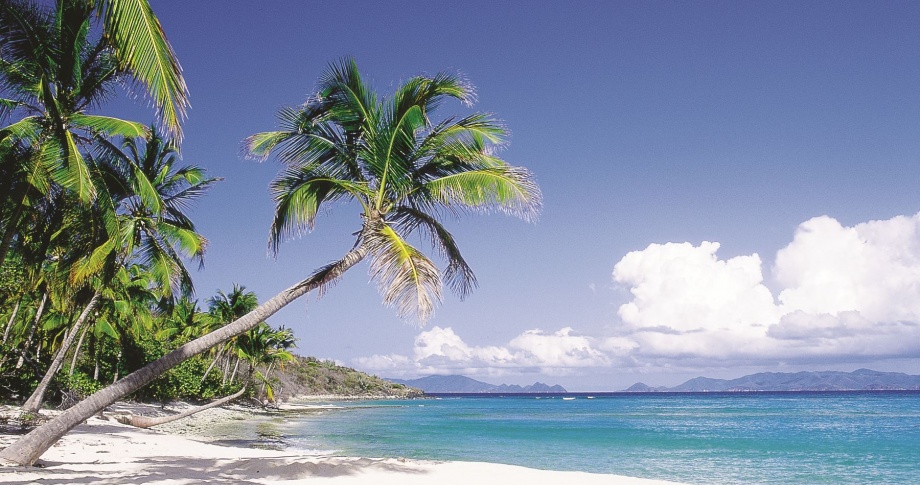 New-Caledonia-palm