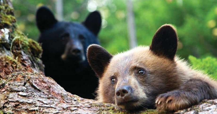Canada Blue River Safari Bear Cubs