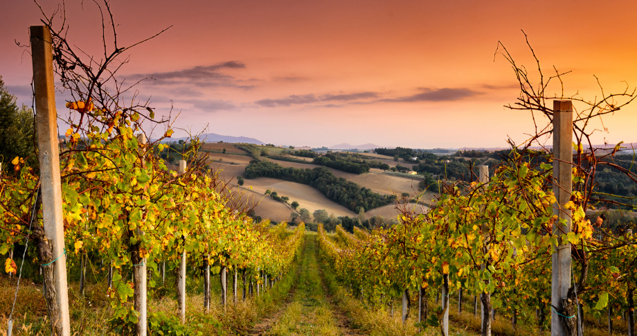 wine vineyards Italy