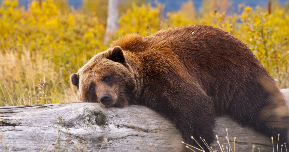 Lazy-brown-bear-Alaska