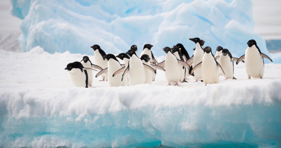Antarctica-Adelie-penguin