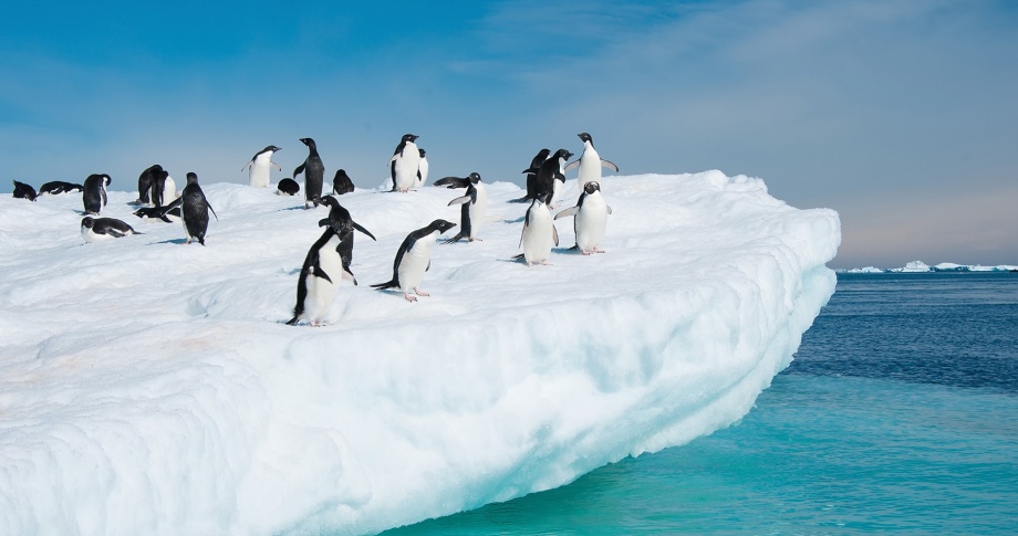 Antarctica-Adelie-penguins-iceberg-experience-view-ocean-penguin
