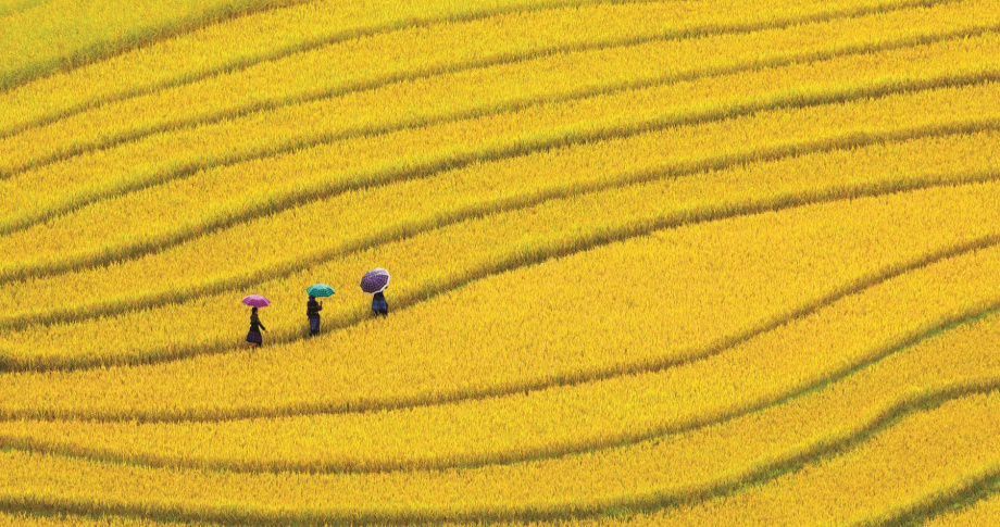 Three-ladies-rice-field-Vietnam