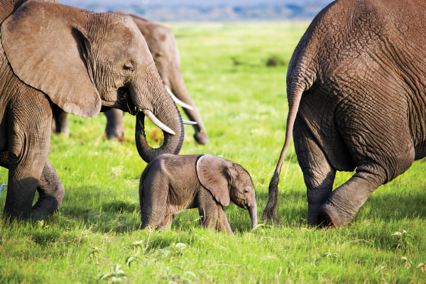 Elephant-family-Africa-experience-view-travel