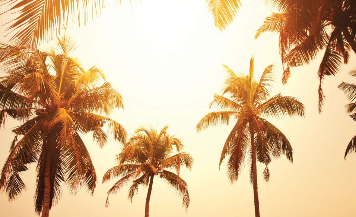 Hawaii-palm-trees-dusk-shot