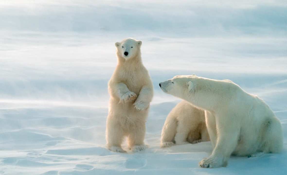 Churchill polar bear