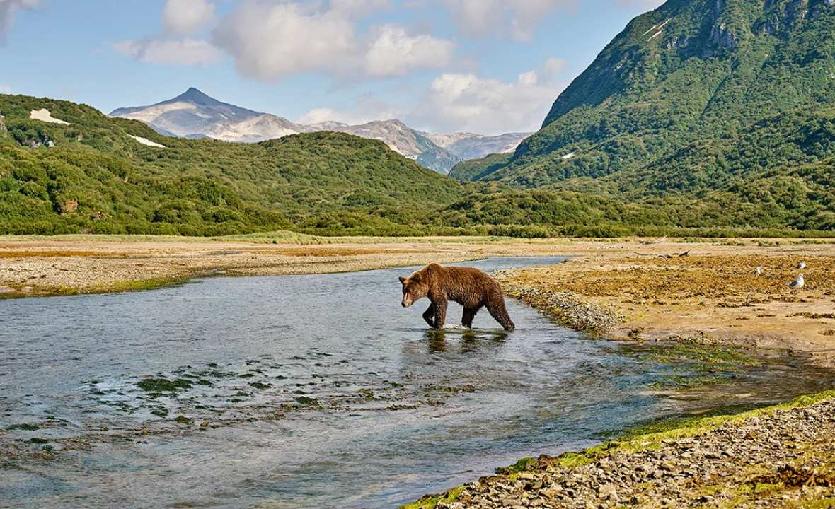 Hurtigruten - Alaska - Brown  Brear - Alaska