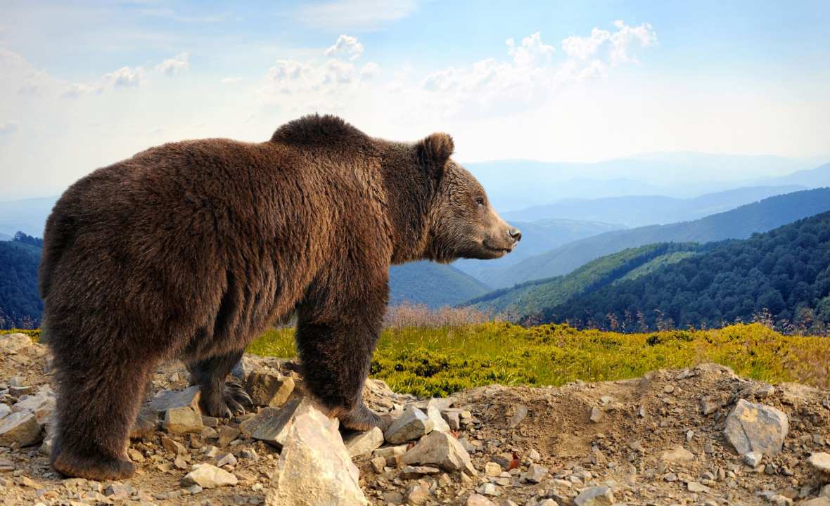 Big-brown-bear-Canada