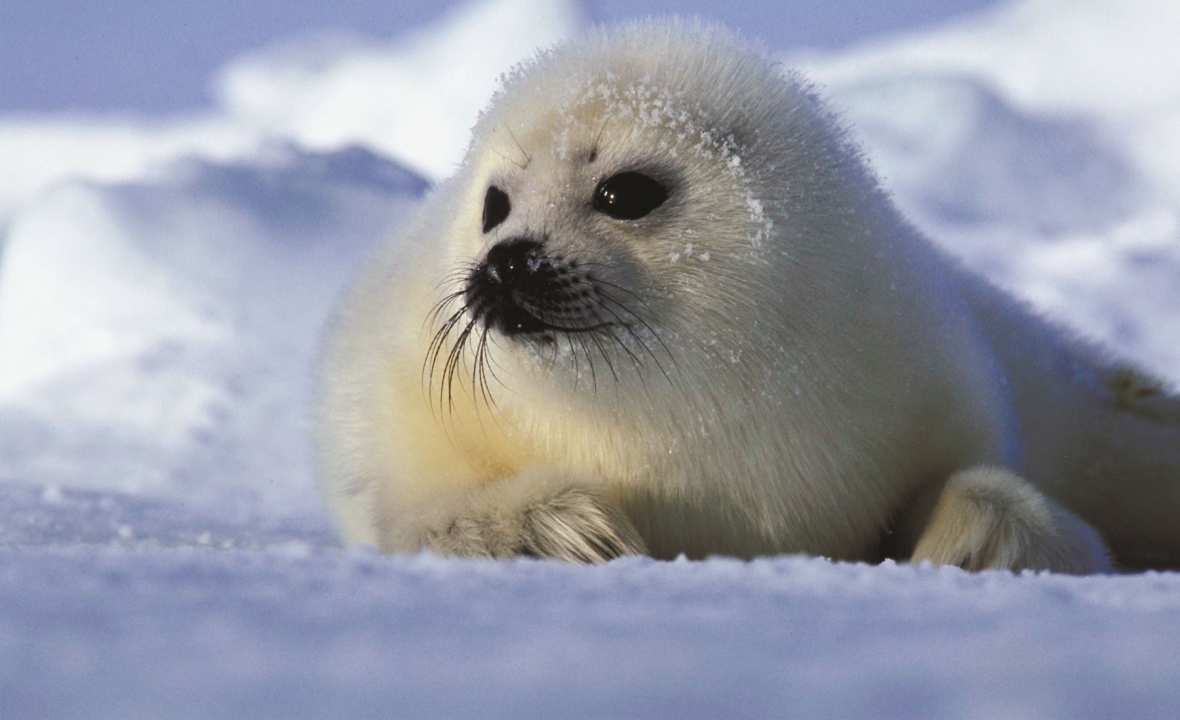 Arctic-Seal-animal-view-experience