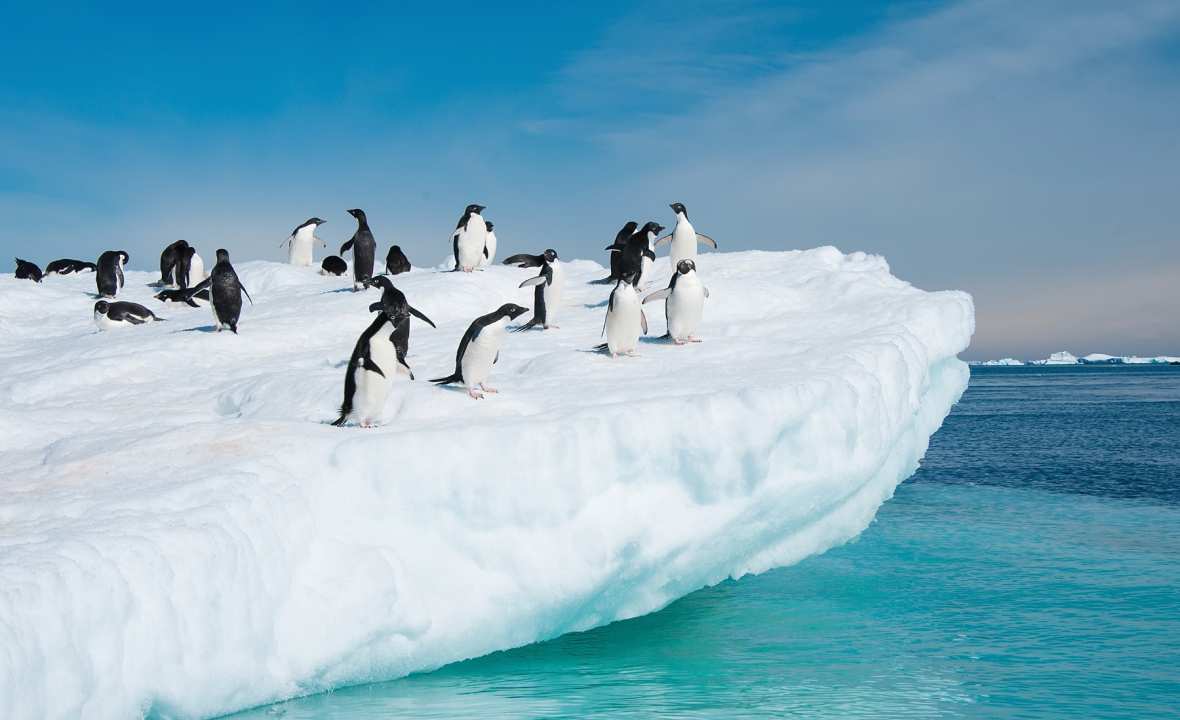 Antarctica-Adelie-penguins-iceberg-experience-view-ocean-penguin