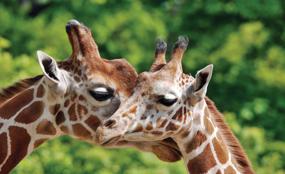 Giraffes-Africa-experience-view-culture-native