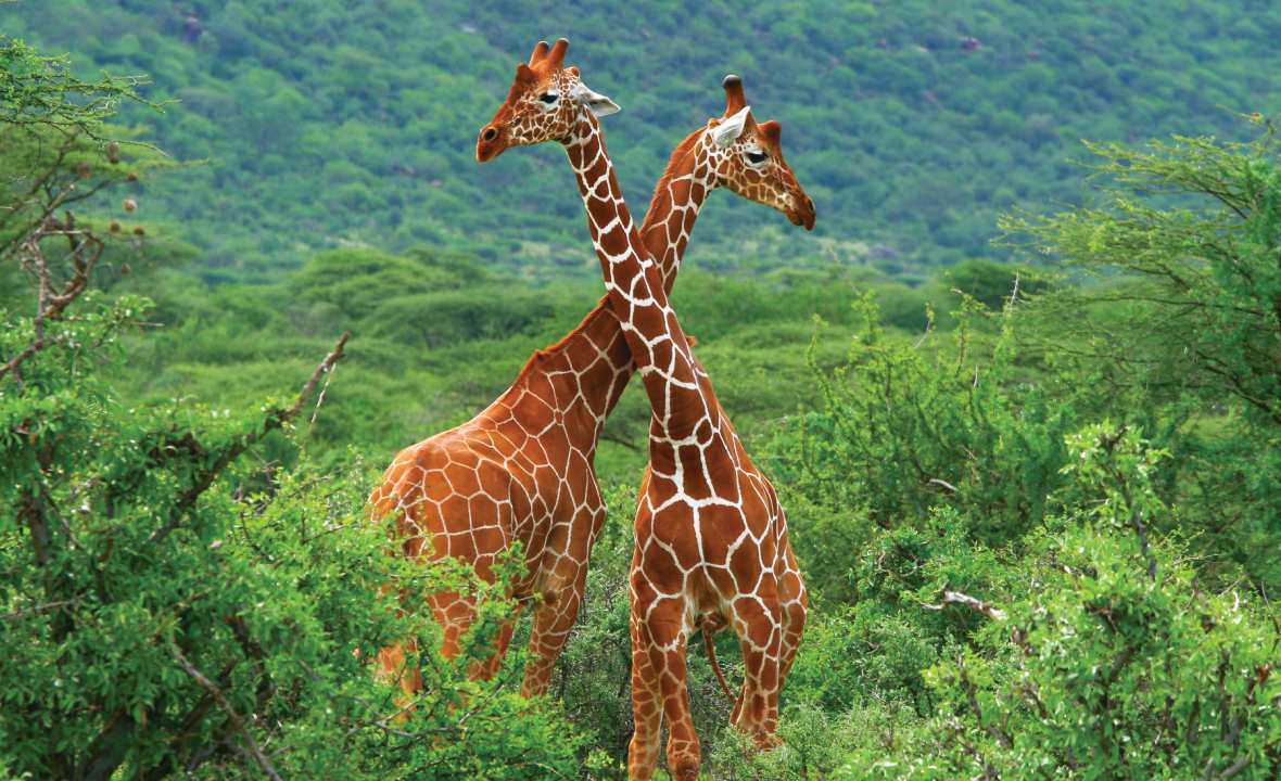 Giraffes-Africa-view-culture-experience-culture-native-scenery-animal