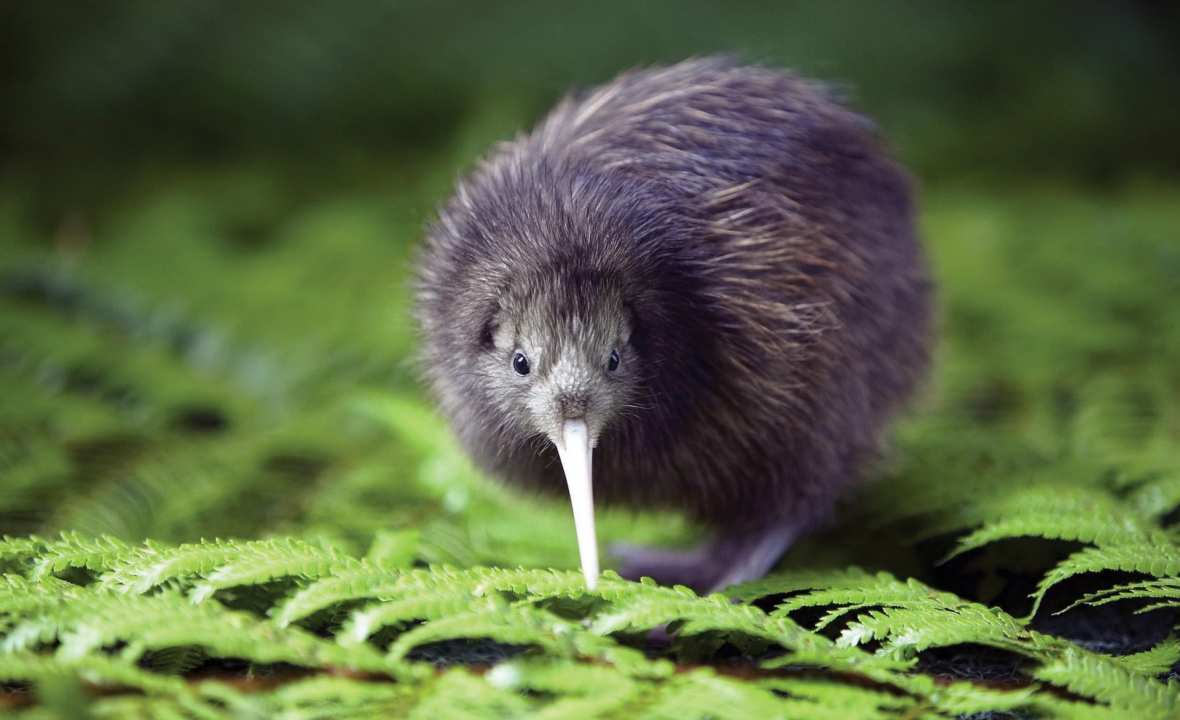 Kiwi-Bird