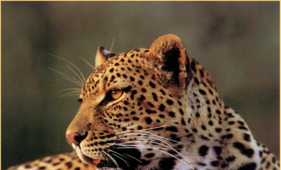 Leopard-Africa-wonder-experience-view-culture-native