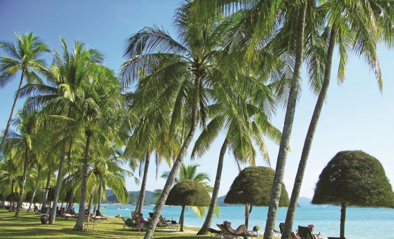 Langkawi-Island-Palm-Trees