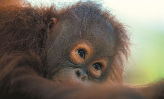 Sabah-Baby-Orangutan