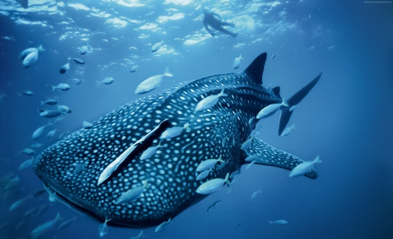 whale-sharks-Western-Australia-Exmouth
