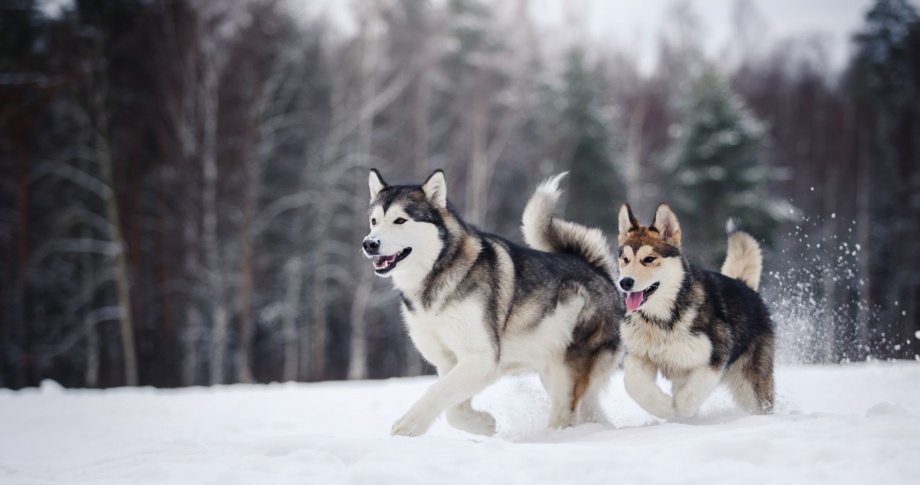 Alaska dogs
