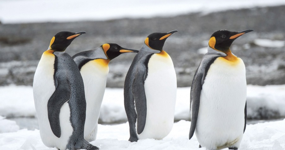 King penguins, Antarctica, Scenic 