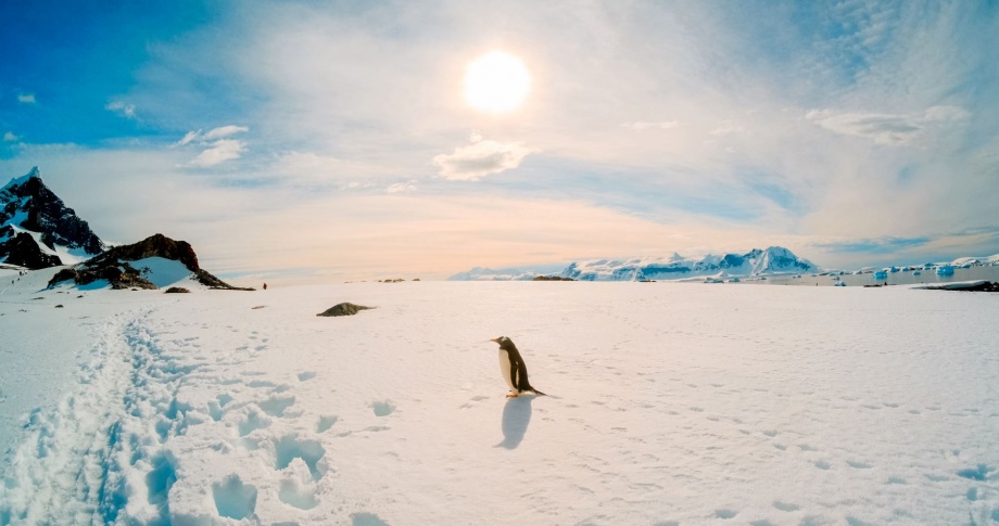 Hurtigruten Antarctica penguin