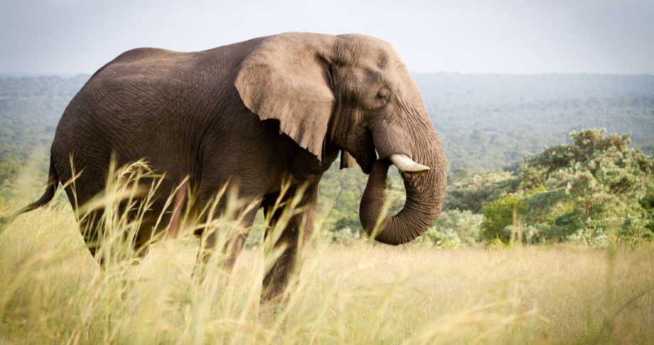 Elephats-Ulusaba-Africa-experience-travel-view-wonders