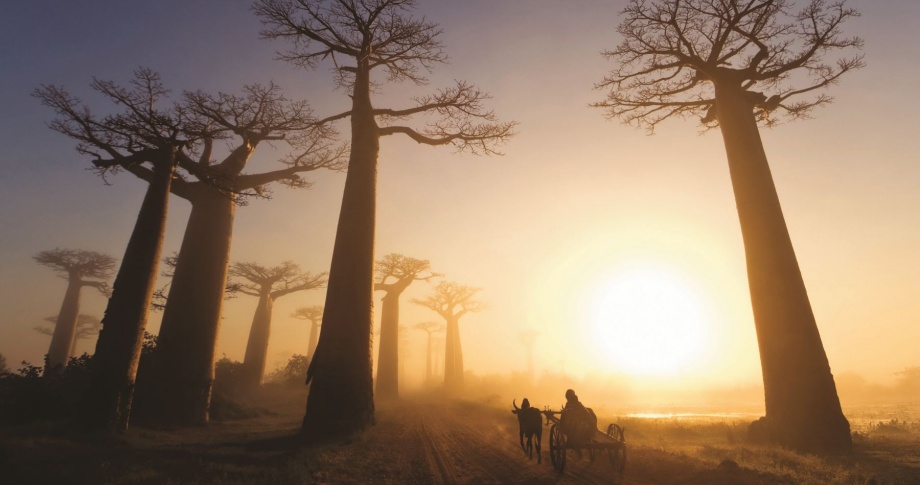 Baobab-trees-Madagascar-Africa-experience-view-dusk-scenery