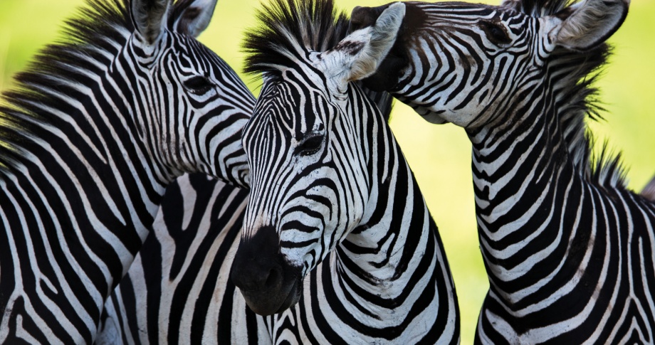 Zebras-Africa-view-experience-native-scenery-animal-native