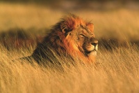 Big-Male-Lion-Africa-experience-scenery-culture-wonder