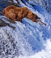 Grizzly-Bears-Alaska